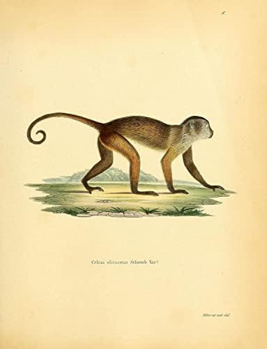 Kama Kapaklı Weeper Capuchin Primat Maymun Vintage Yaban Hayatı Sınıf Ofis Dekor Zooloji Antika Çizim Güzel sanat